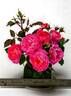 WEKfawibyblu rose photo