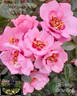 Sophia's Eyes rose photo