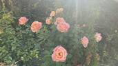 Beverly Ann Clay rose photo