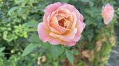Beverly Ann Clay rose photo