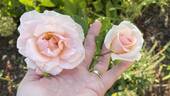 Johann Strauss rose photo