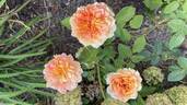 Antique Caramel ® rose photo