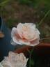 Fürst Bismarck rose photo