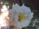 Schneewalzer rose photo