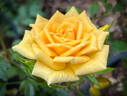Hall of Flowers ™ rose photo