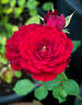 Cheerleader ™ rose photo