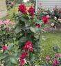 Rocket rose photo