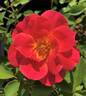 Coral Miracle ™ rose photo