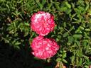 Mai-Hime rose photo