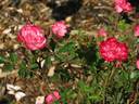 Mai-Hime rose photo