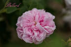 Bellard rose photo