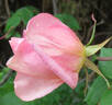 Lorraine Lee rose photo