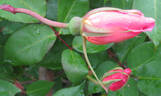 Lorraine Lee rose photo