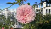 AUSlight rose photo