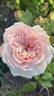 Roberto Capucci ® rose photo