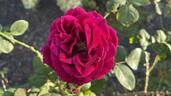 The Squire ® rose photo