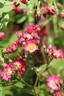 Beys rose photo