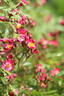 Beys rose photo