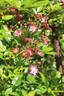 Beys rose photo