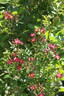 Beys rose photo