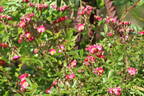 Beys rose photo