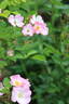 Valdemar rose photo