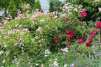 Valdemar rose photo