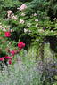 Valdemar rose photo