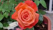 Vedette® rose photo