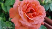 Vedette® rose photo