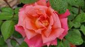 Vedette® rose photo
