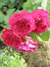 The Squire ® rose photo