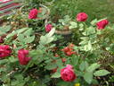 The Squire ® rose photo