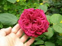 The Squire ® rose photo