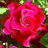 Rubaiyat rose photo