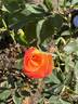 Franziska rose photo