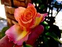 Pierre Tchernia rose photo