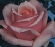 Frégate rose photo