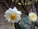 Schneewalzer rose photo
