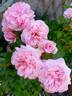 Octavia Hill rose photo