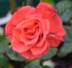 Colour Wonder rose photo
