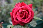 Avon ® rose photo