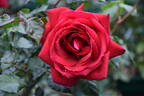 Betsy Ross rose photo
