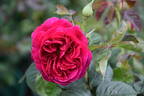 Wenlock ® rose photo