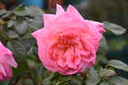 Cherry-Vanilla rose photo