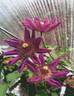 KBK06 clematis photo