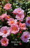 The Harper-Scott Rose rose photo