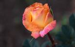 Decor Arlequin rose photo