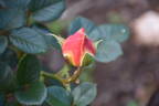 Decor Arlequin rose photo