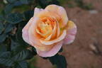 Decor Arlequin rose photo